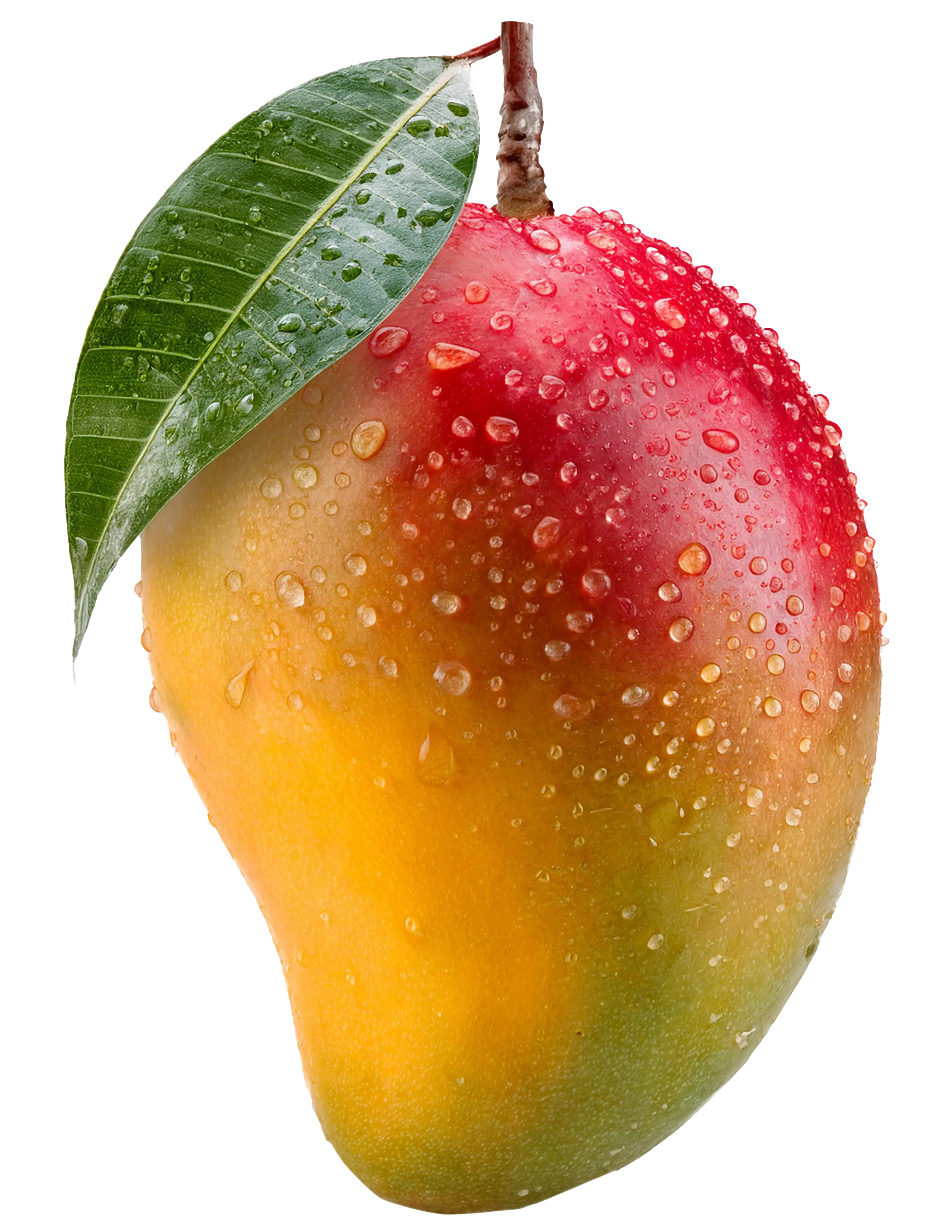 Mango with water droplets and a green leaf on a white background